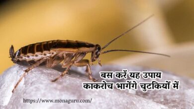 Try these home remedies, cockroaches will run away from home