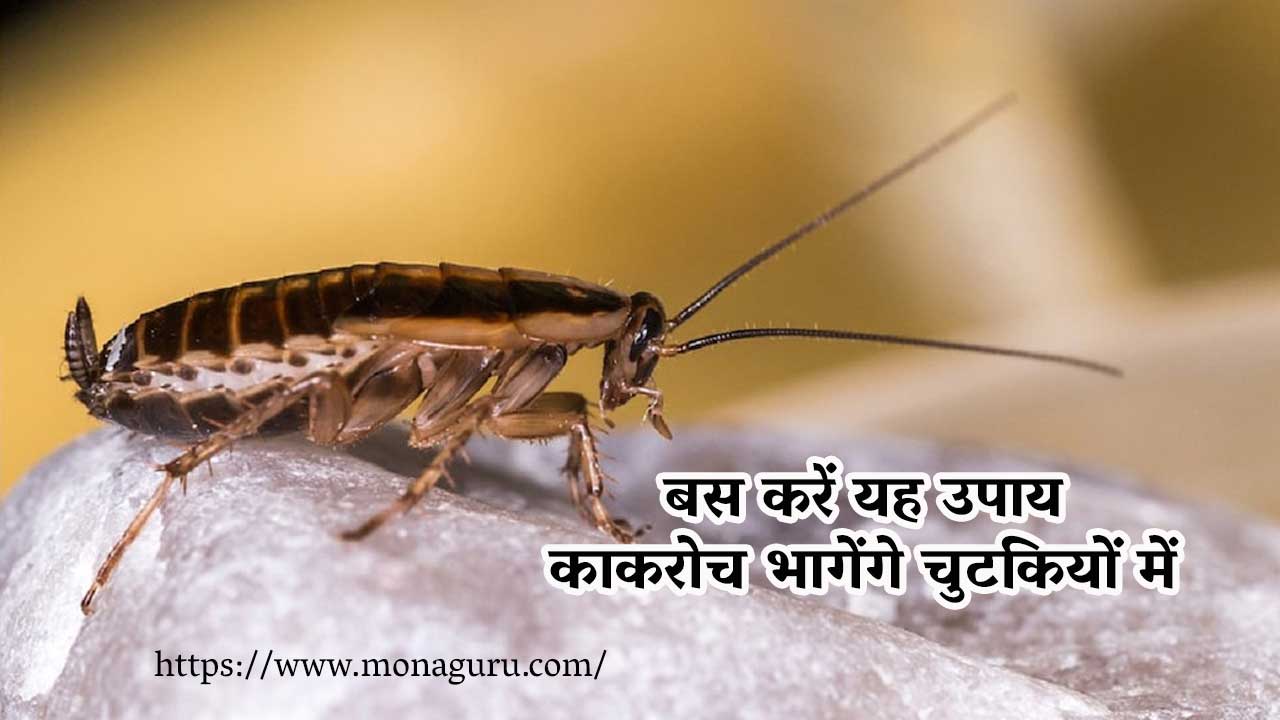 Cockroach Prajati कॉकरोच घर से भगाने के साधारण नुस्खे जो आपकी सेहत पर दुष्प्रभाव भी नही ...